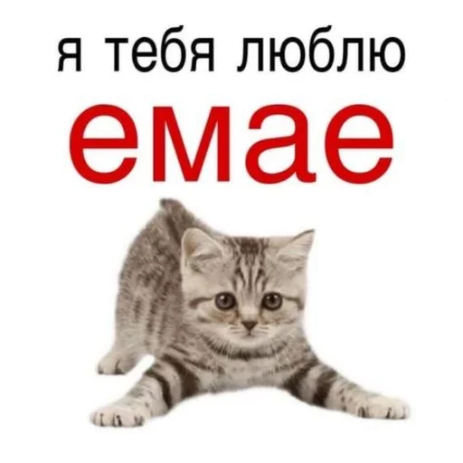 👩‍❤️‍👩 Стикер «Любви» для Telegram