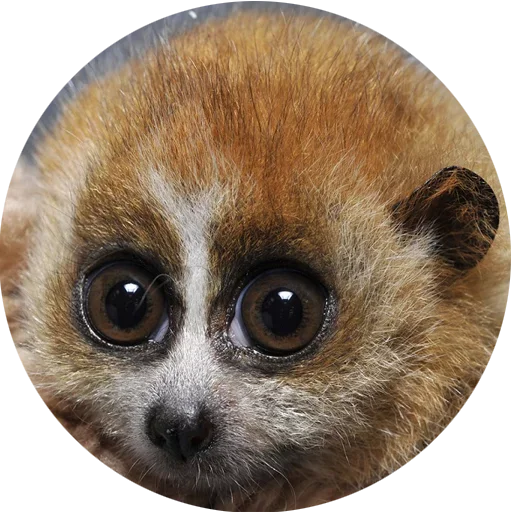 Стикерпак Lovely Lemurs для Telegram — скачать