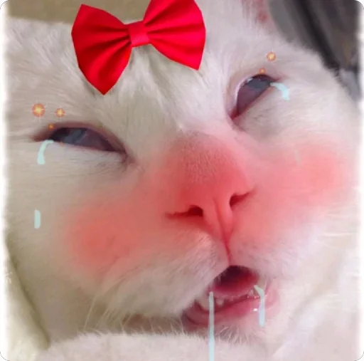 Стикерпак Lovely Memes для Telegram — скачать