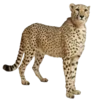 🐆 Эмодзи «lovely ♖ symbolism» для Telegram