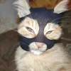 Стикерпак 🤩 кисы - картинки с котиками для Telegram