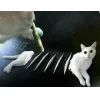 🤩 Эмодзи «🤩 кисы - картинки с котиками» для Telegram