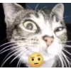 🤩 Эмодзи «🤩 кисы - картинки с котиками» для Telegram