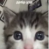 🤩 Эмодзи «🤩 кисы - картинки с котиками» для Telegram