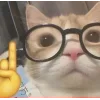 🤩 Эмодзи «🤩 кисы - картинки с котиками» для Telegram