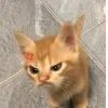 🤩 Эмодзи «🤩 кисы - картинки с котиками» для Telegram