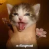 🤩 Эмодзи «🤩 кисы - картинки с котиками» для Telegram