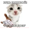 🤩 Эмодзи «🤩 кисы - картинки с котиками» для Telegram