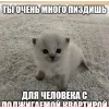 🤩 Эмодзи «🤩 кисы - картинки с котиками» для Telegram