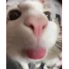 🤩 Эмодзи «🤩 кисы - картинки с котиками» для Telegram