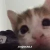 🤩 Эмодзи «🤩 кисы - картинки с котиками» для Telegram