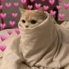 🤩 Эмодзи «🤩 кисы - картинки с котиками» для Telegram