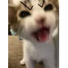 🤩 Эмодзи «🤩 кисы - картинки с котиками» для Telegram