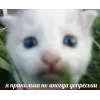 🤩 Эмодзи «🤩 кисы - картинки с котиками» для Telegram