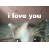 🤩 Эмодзи «🤩 кисы - картинки с котиками» для Telegram