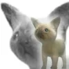 🤩 Эмодзи «🤩 кисы - картинки с котиками» для Telegram
