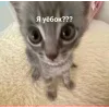 🤩 Эмодзи «🤩 кисы - картинки с котиками» для Telegram