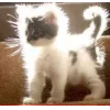 🤩 Эмодзи «🤩 кисы - картинки с котиками» для Telegram
