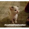 🤩 Эмодзи «🤩 кисы - картинки с котиками» для Telegram