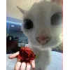 🤩 Эмодзи «🤩 кисы - картинки с котиками» для Telegram