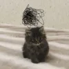🤩 Эмодзи «🤩 кисы - картинки с котиками» для Telegram