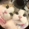 🤩 Эмодзи «🤩 кисы - картинки с котиками» для Telegram