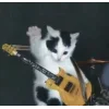 🤩 Эмодзи «🤩 кисы - картинки с котиками» для Telegram