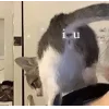 🤩 Эмодзи «🤩 кисы - картинки с котиками» для Telegram