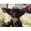 🤩 Эмодзи «🤩 кисы - картинки с котиками» для Telegram