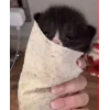 🤩 Эмодзи «🤩 кисы - картинки с котиками» для Telegram
