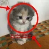 🤩 Эмодзи «🤩 кисы - картинки с котиками» для Telegram