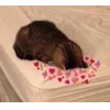 🤩 Эмодзи «🤩 кисы - картинки с котиками» для Telegram