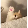 🤩 Эмодзи «🤩 кисы - картинки с котиками» для Telegram