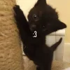 🤩 Эмодзи «🤩 кисы - картинки с котиками» для Telegram
