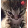 🤩 Эмодзи «🤩 кисы - картинки с котиками» для Telegram