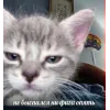🤩 Эмодзи «🤩 кисы - картинки с котиками» для Telegram