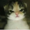 🤩 Эмодзи «🤩 кисы - картинки с котиками» для Telegram