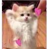 🤩 Эмодзи «🤩 кисы - картинки с котиками» для Telegram
