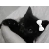 🤩 Эмодзи «🤩 кисы - картинки с котиками» для Telegram