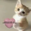 🤩 Эмодзи «🤩 кисы - картинки с котиками» для Telegram