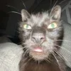 🤩 Эмодзи «🤩 кисы - картинки с котиками» для Telegram