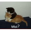 🤩 Эмодзи «🤩 кисы - картинки с котиками» для Telegram