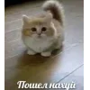 🤩 Эмодзи «🤩 кисы - картинки с котиками» для Telegram
