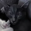 ❤️ Эмодзи «Парные И Любовные» для Telegram