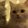 ❤️ Эмодзи «Парные И Любовные» для Telegram