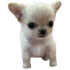 🐕 Эмодзи «lovepuppys» для Telegram