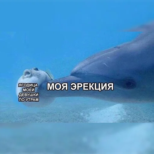 🐬 Стикер «lovv 3rss» для Telegram