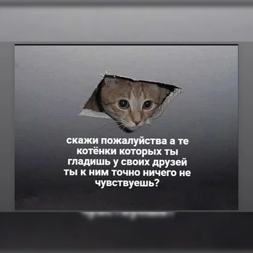 🐱 Стикер «lovv 3rss» для Telegram