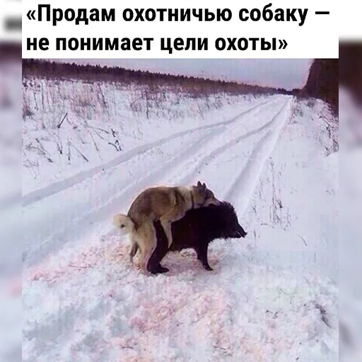 🦮 Стикер «lovv 3rss» для Telegram