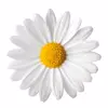 Стикерпак flowers #flowers #цветы для Telegram